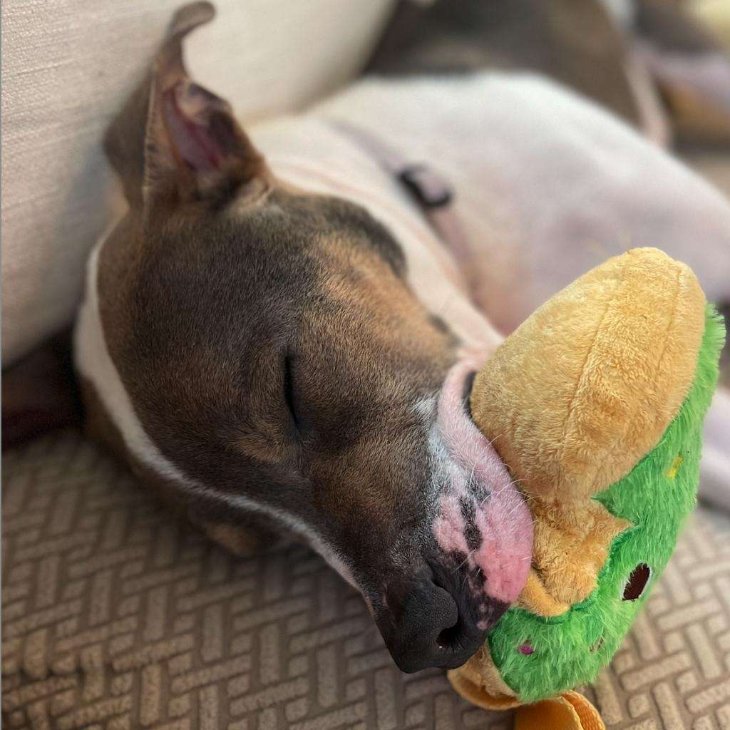 Sleepy Pup for Host